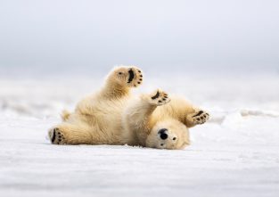 Ein tierisch guter Winter: Eisbärfell schützt gut vor Kälte