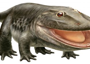 So könnte der Ursaurier ausgesehen haben, der vor 300 Millionen Jahren in Deutschland gelebt haben soll