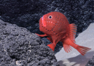 Neue Tierarten: auch dieser rote Fisch wurde entdeckt