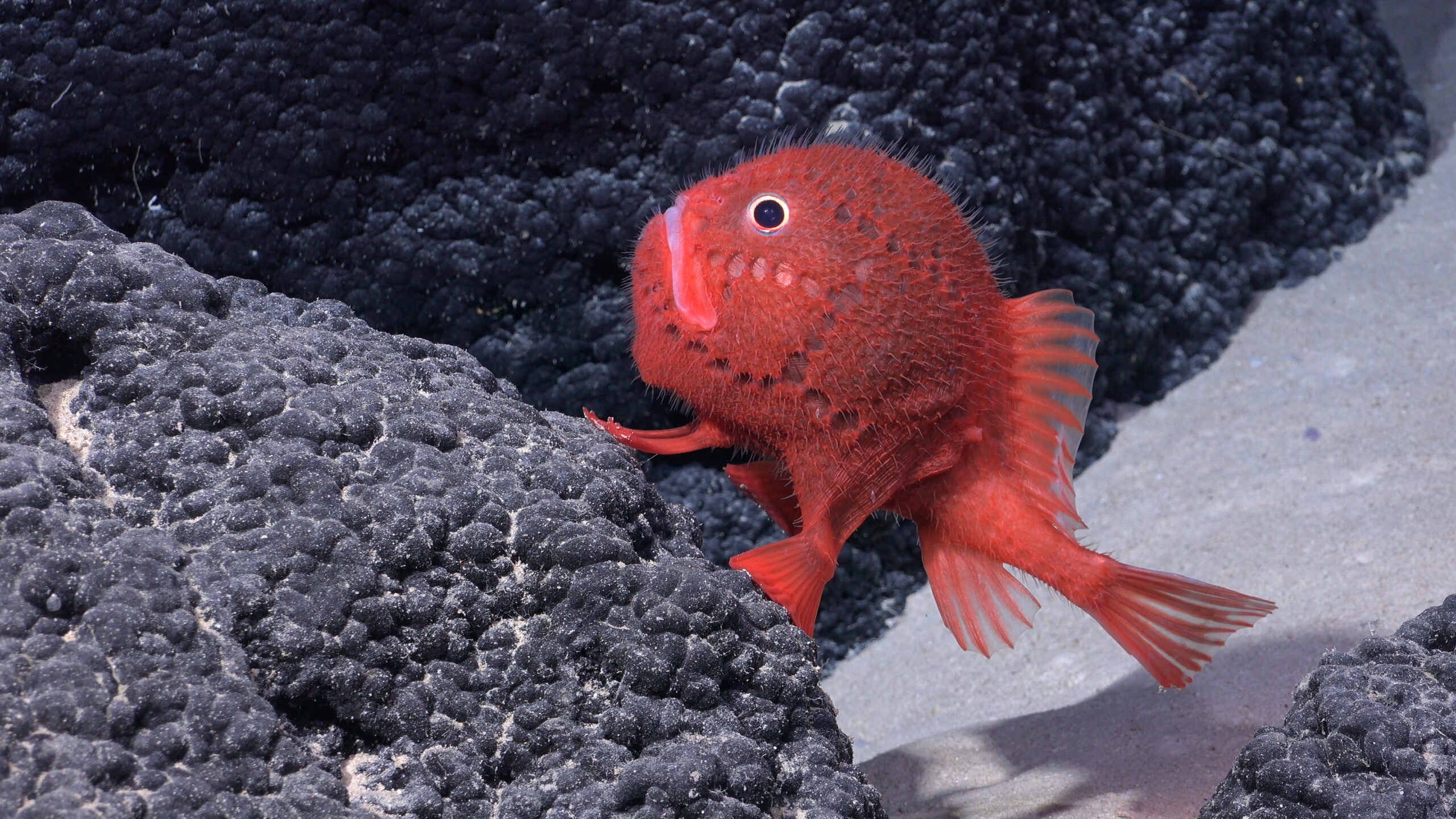 Neue Tierarten: auch dieser rote Fisch wurde entdeckt