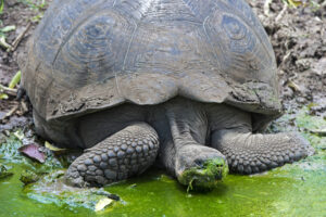 So sieht die Riesenschildkröte aus