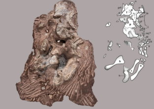 Fossil gefunden: Das ist alles, was von dem Ursaurier übrig geblieben ist