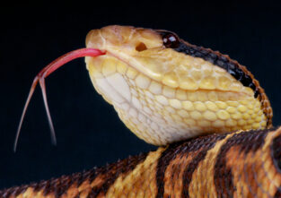 Keine Angst: So groß wie die Schlange damals werden Reptilien heute nicht mehr