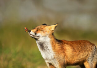 Der beste Freund des Menschen ist der Fuchs schon lange nicht mehr. Er fühlt sich in der Wildnis am wohlsten