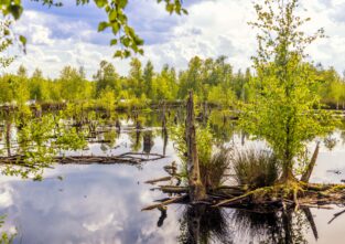 Abgeholzt, trockengelegt, zubetoniert: Europas Natur leidet