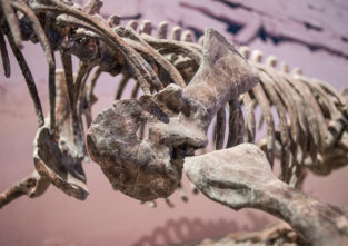 Der T-Rex gehört zu den bekanntesten Sauriern