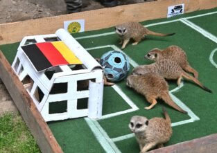 Ankick! Eine Gruppe von Erdmännchen versucht den Ausgang des ersten EM-Spiels vorauszusagen