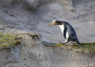 Einer der seltensten Pinguine der Welt: der Hoiho