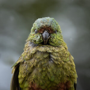 Schade Marmelade: Der Kakapo wurde nur Dritter Foto: Imago