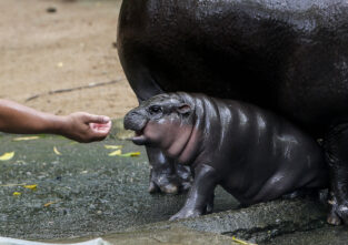 Wo ist mein Futter? Flusspferd Moo Deng will gefüttert werden