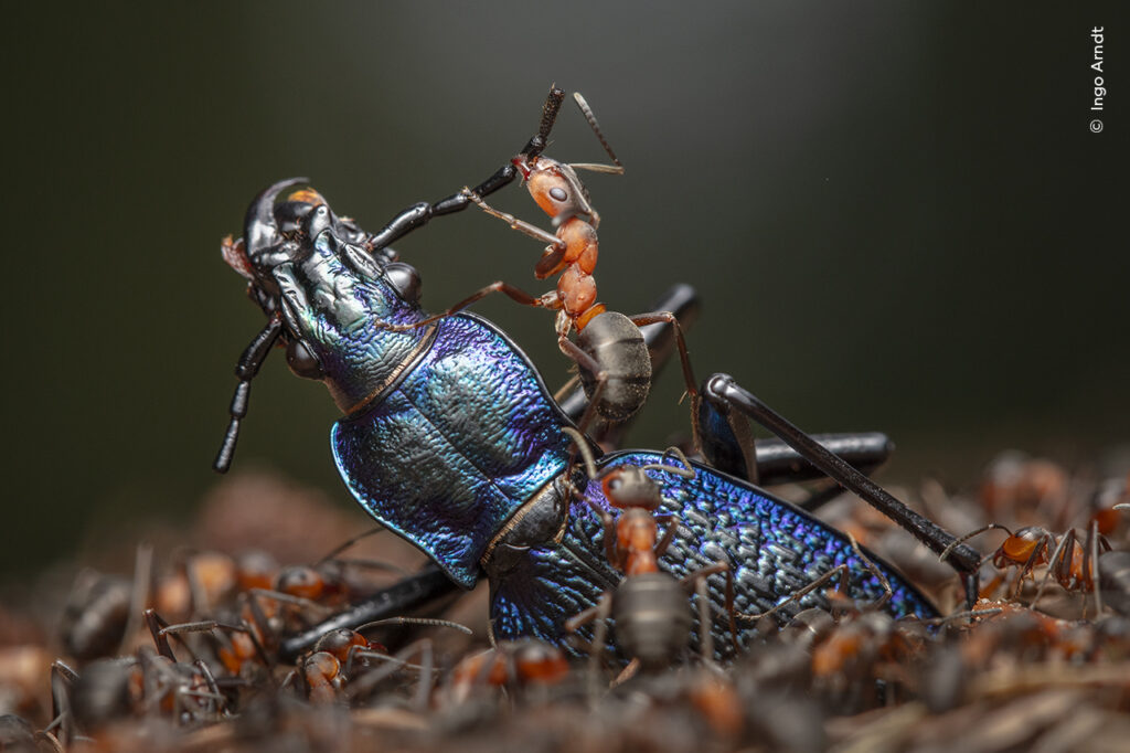 Fotograf Ingo Arndt hat das Bild mit den Ameisen und dem Käfer gemacht