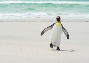 Ein Pinguin am Strand in Australien - wie kann das sein?