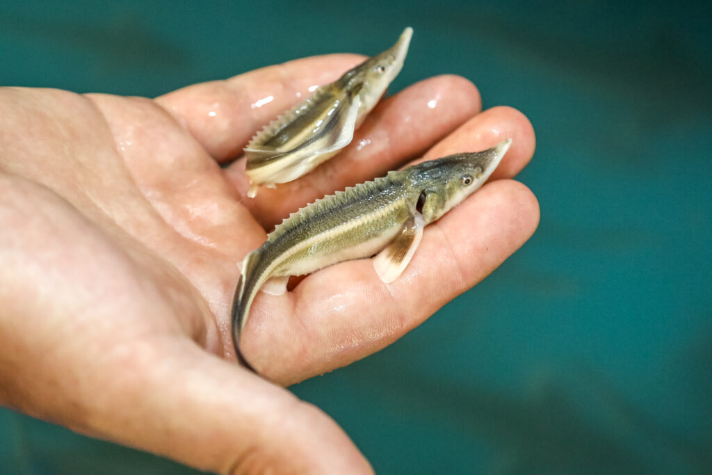 Wenn der Hausen ausgewachsen ist, kann er bis zu 1,5 Tonnen wiegen, also so viel wie ein Nilpferd. So sehen die jungen Sterlets aus, die gerade in der Donau ausgesetzt werden. (BOKU Wien)