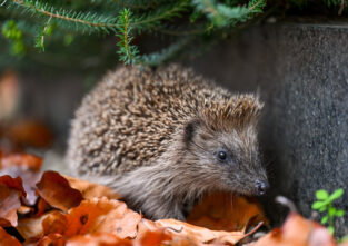 Der Igel steht jetzt auf der roten Liste der bedrohten Tierarten