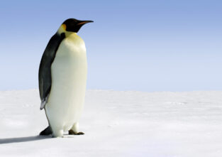 Pinguin Gus hat sich nach Australien verirrt und ist nun wieder zu Hause in der Antarktis