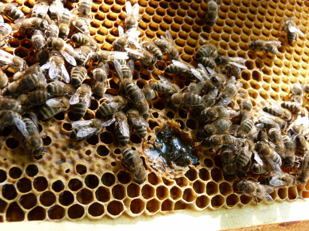 Bienen produzieren unseren Honig