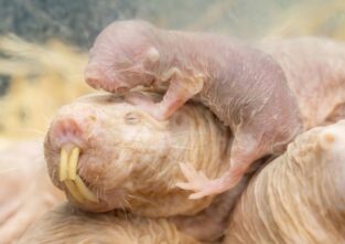 Im Tiergarten Schönbrunn in Wien gibt es Nachwuchs: vier Nacktmulle