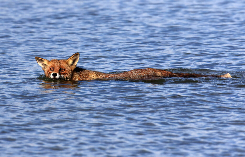 Der Fuchs kann auch gut schwimmen (Imago)