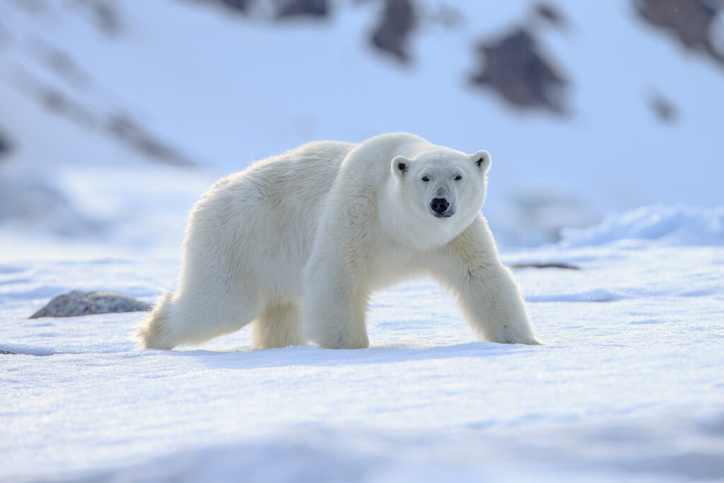 Der Eisbär ist das größte Raubtier an Land (Adobe Stock)