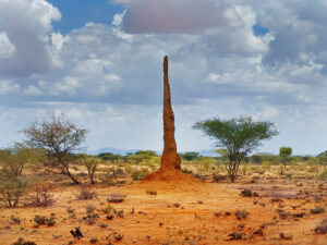 Termiten bauen riesige Hügel in die Landschaft