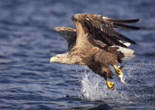 Seeadler ernähren sich auch von Fischen