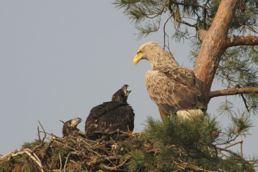 Seeadler im Horst (WWF/Jiri Bohdal)