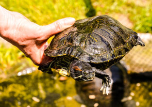 Ein Fahrgast hat sogar eine Schildkröte vergessen