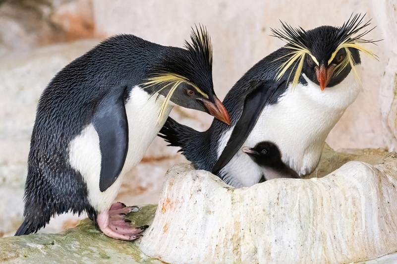 Felsenpinguine kümmern sich um ihren Nachwuchs