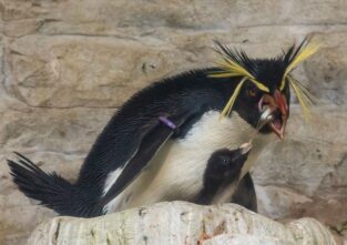 Felsenpinguine kümmern sich um ihren Nachwuchs