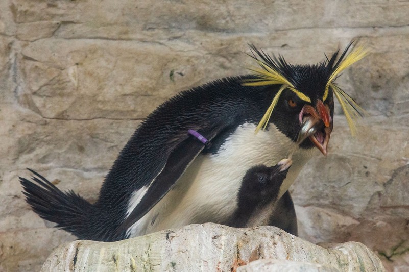 Felsenpinguine kümmern sich um ihren Nachwuchs