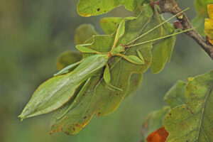 Ein Blatt auf dem Blatt? Die Gespenstschrecke ist fast nicht zu sehen ( IMAGO / blickwinkel)