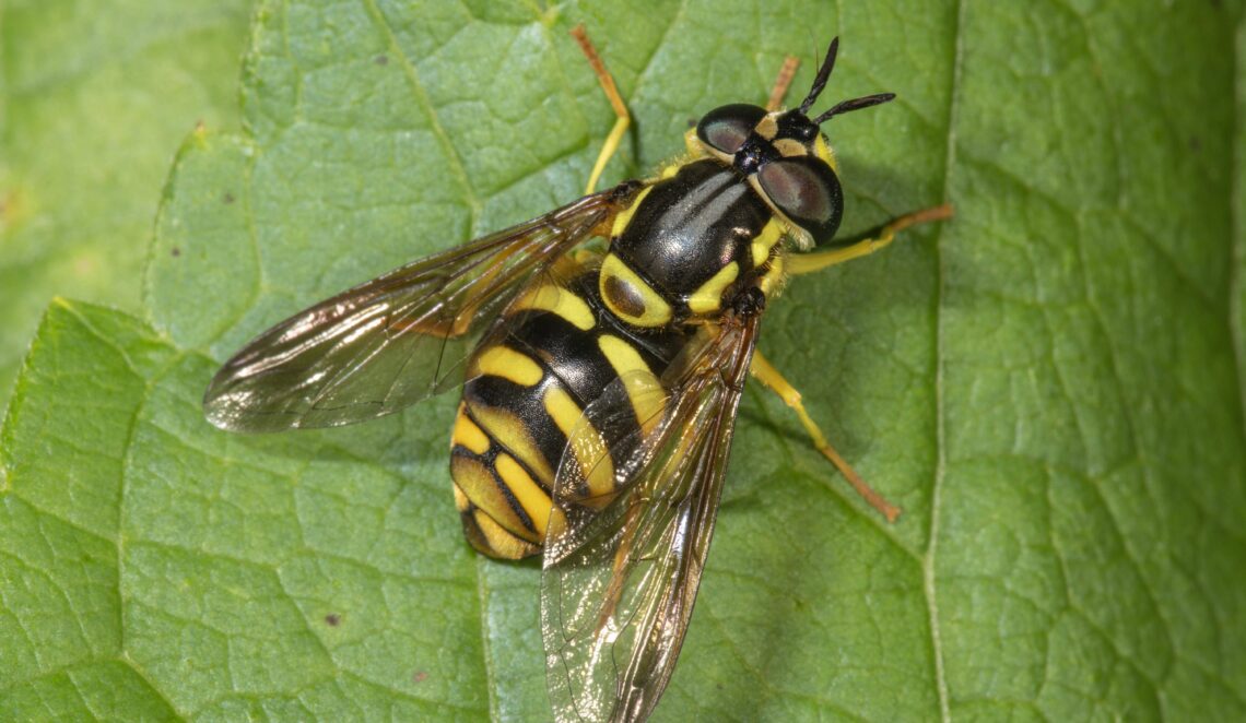 Täuschend ähnlich. Diese Fliege sieht einer Wespe verblüffend ähnlich und kann sich so vor Feinden schützen.