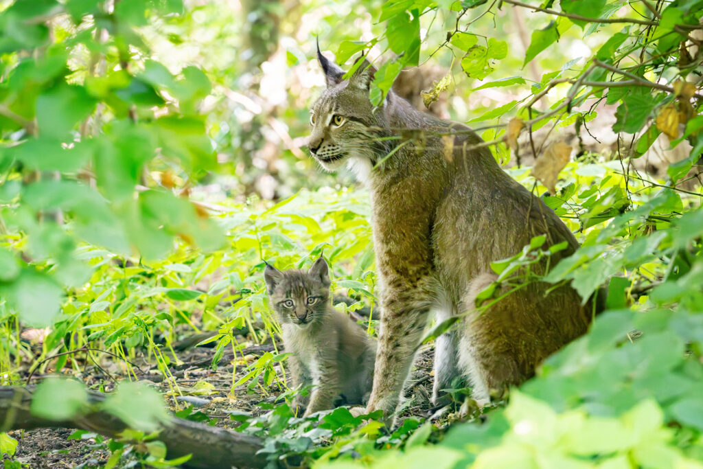Mama Luchs kümmert sich um ihre Kleinen (Tiergarten Schönbrunn/Daniel Zupanc)