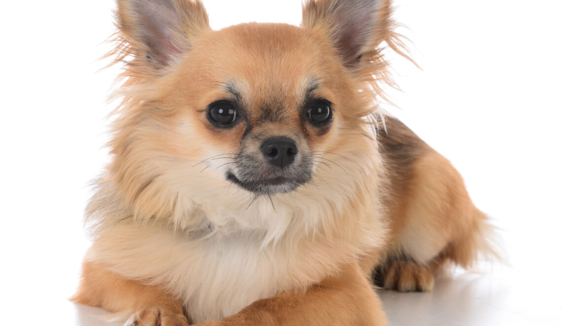 Ein Chihuahua wurde zum Lebensretter