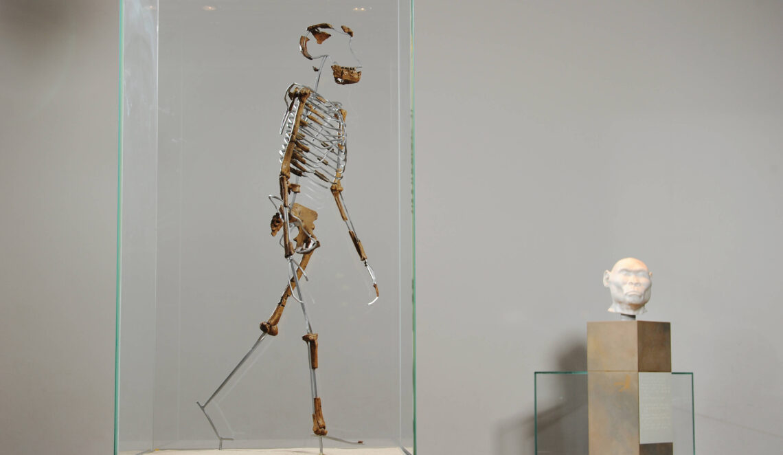 Lucy (links im Bild) lebte vor mehr als 3 Millionen Jahren in Afrika