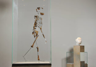 Lucy (links im Bild) lebte vor mehr als 3 Millionen Jahren in Afrika