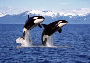 Typisch für Orcas ist ihr schwarz-weißes Aussehen