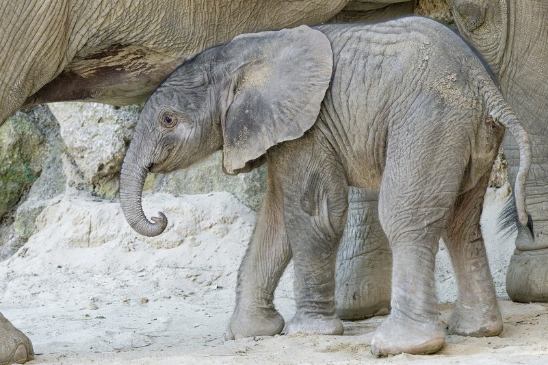 Im Tiergarten Schönbrunn freut man sich über Nachwuchs