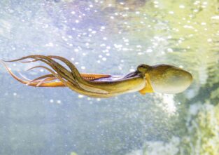 Ein Oktopus schwimmt unter Wasser