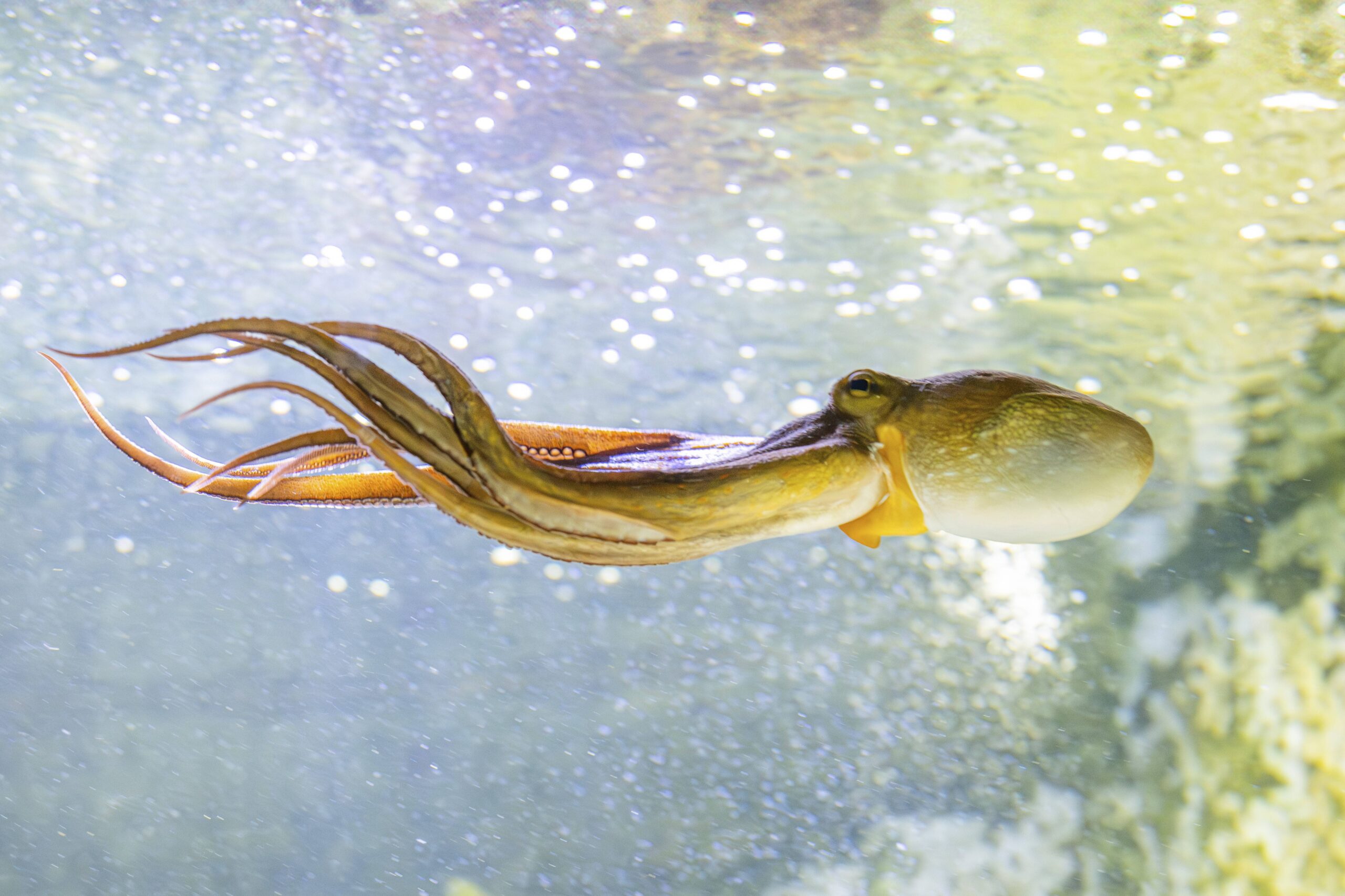 WIE SCHLAU IST EIN OKTOPUS visual data 4